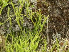 Lycopodium