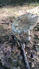 Amanita citrina