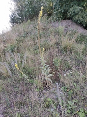 Verbascum densiflorum