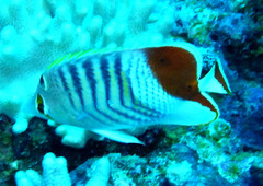 Chaetodon paucifasciatus