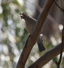 Colluricincla harmonica