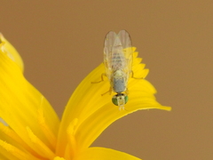 Tephritinae