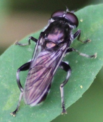 Xylotina