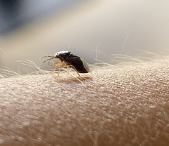 Geocoris erythrocephalus