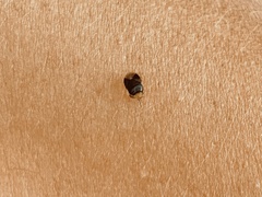 Geocoris erythrocephalus