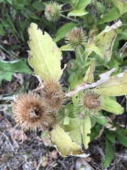 Arctium minus