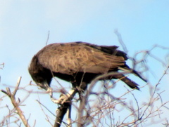 Circaetus cinereus