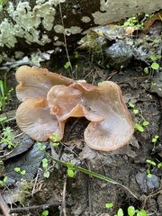 Auricularia angiospermarum