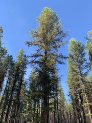 Larix occidentalis
