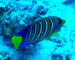 Pygoplites diacanthus