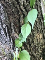 Celastrus scandens