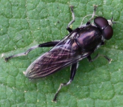 Xylotina