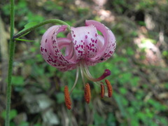 Lilium martagon