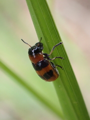 Coptocephala pallens