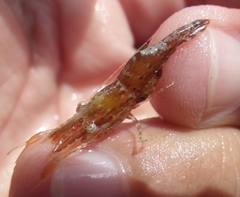 Leander tenuicornis