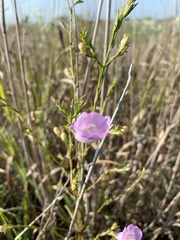 Agalinis heterophylla