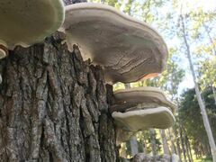 Ganoderma applanatum