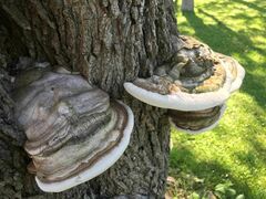 Ganoderma applanatum
