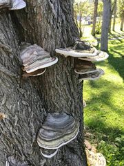 Ganoderma applanatum