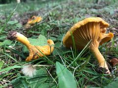 Cantharellus enelensis