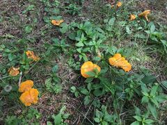 Cantharellus enelensis