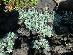 Oxytropis czukotica
