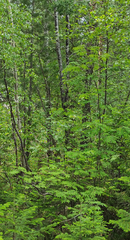 Abies sibirica