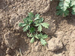 Potentilla intermedia