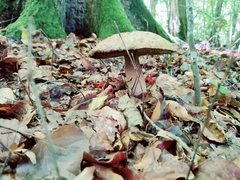 Suillellus luridus