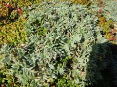 Oxytropis czukotica