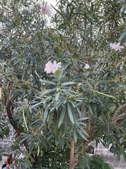Nerium oleander