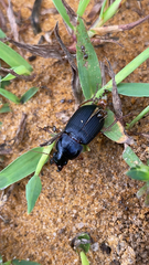 Pseudoophonus