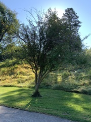 Crataegus crus-galli