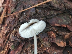 Basidiomycota