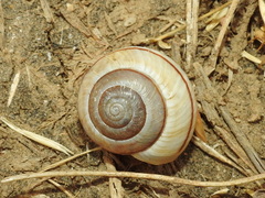Portugala inchoata