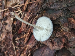 Basidiomycota