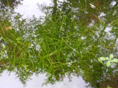 Potamogeton berchtoldii