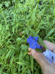 Ceratostigma plumbaginoides