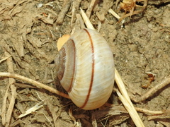 Portugala inchoata
