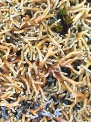 Sphaerophorus fragilis