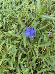Ceratostigma plumbaginoides