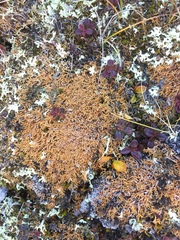 Sphaerophorus fragilis