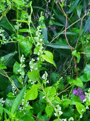 Fallopia