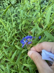 Ceratostigma plumbaginoides