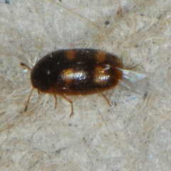 Litargus tetraspilotus