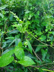 Fallopia