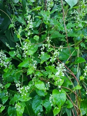 Fallopia