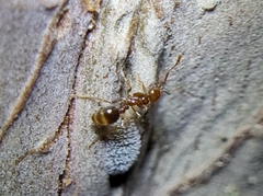 Solenopsis invicta
