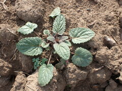 Dracocephalum nutans