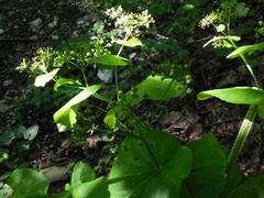 Smyrnium perfoliatum